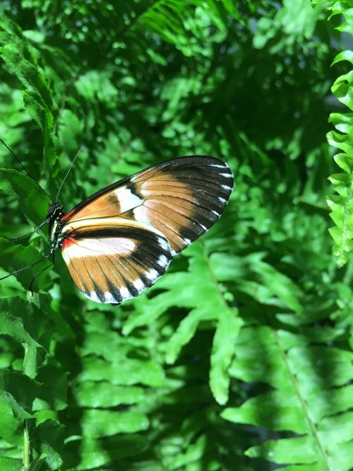 butterfly nature wing