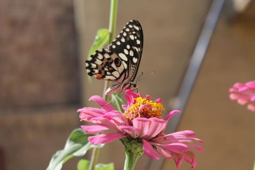 butterfly flower pink