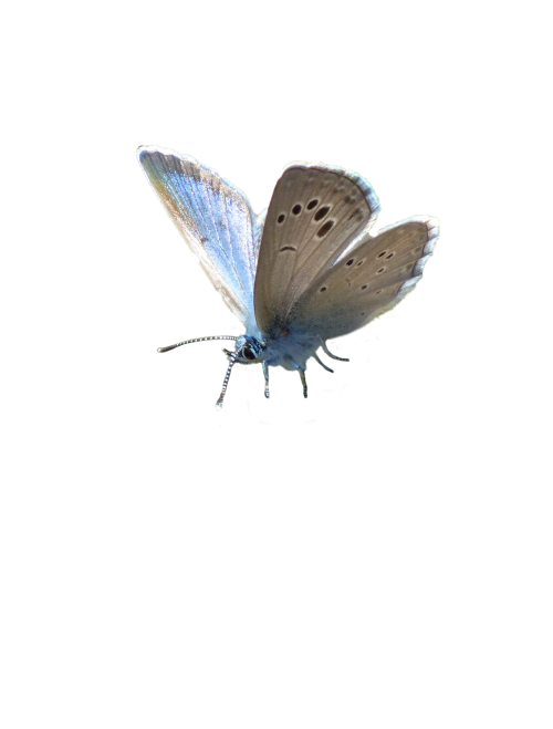 butterfly blue blue butterfly