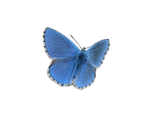 butterfly blue blue butterfly