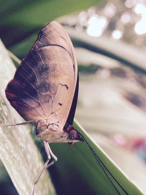 butterfly brown animal