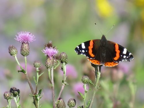 butterfly admiral insect