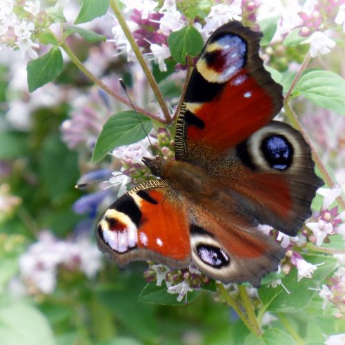 butterfly peacock butterfly flowers