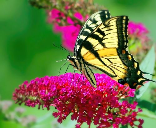 butterfly yellow swallowtail swallowtail