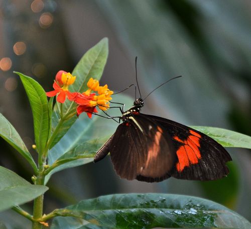 butterfly black orange wing
