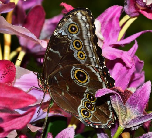 butterfly brown yellow beautiful