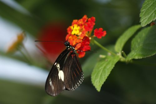 butterfly nature spring