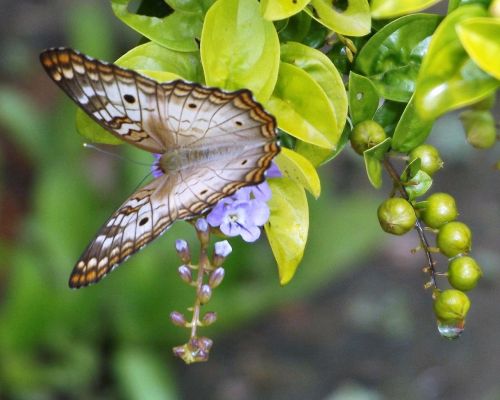 butterfly and drop