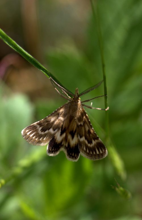 butterfly spike insecta