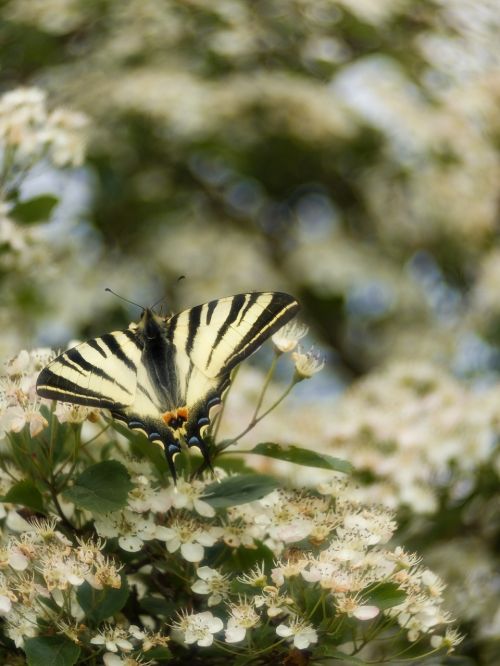 butterfly spring nature