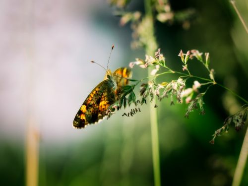 butterfly insect plant