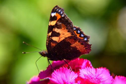 butterfly close flower