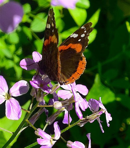 butterfly orange black