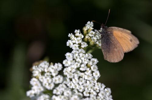 butterfly plant brown