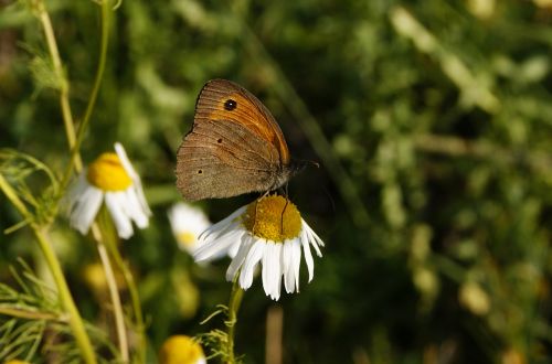 butterfly nature macro