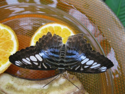 butterfly animal moth