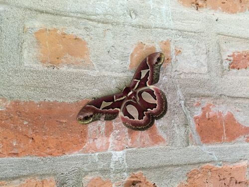 butterfly bricks wall