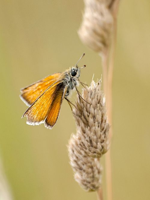 butterfly skipper animal