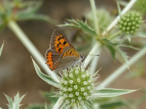 butterfly lycaena phlaeas dry flower