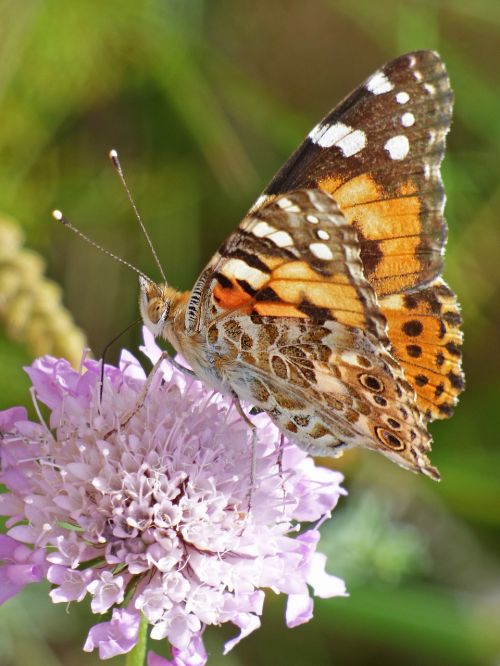 butterfly wild flower libar