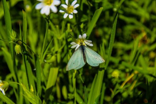 butterfly nature green