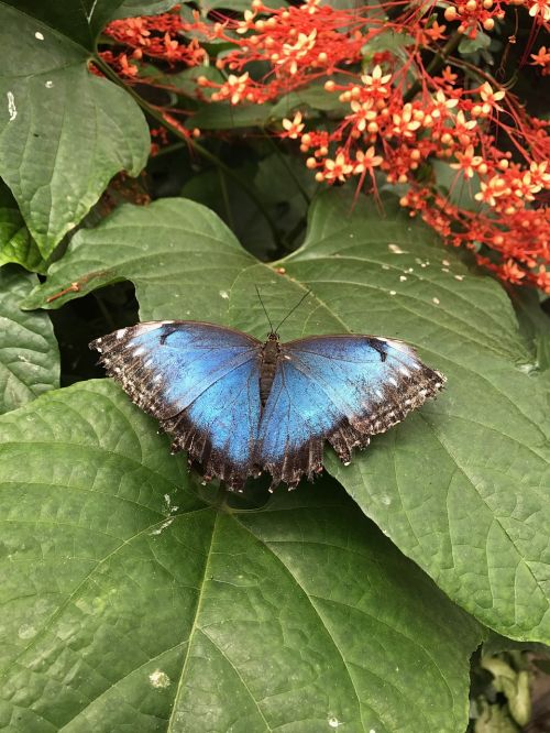 butterfly blue nature