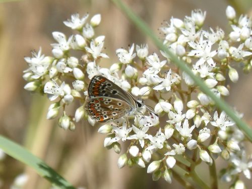 butterfly wild flower libar