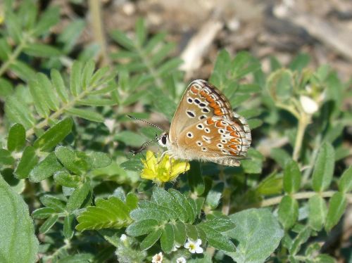 butterfly wild flower libar