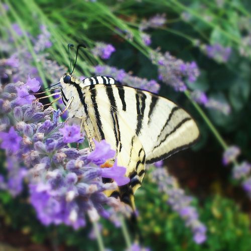 butterfly nature garden