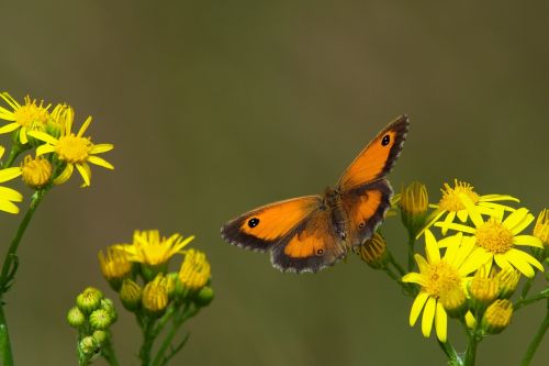 butterfly nature flower