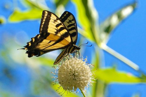 butterfly nature flower