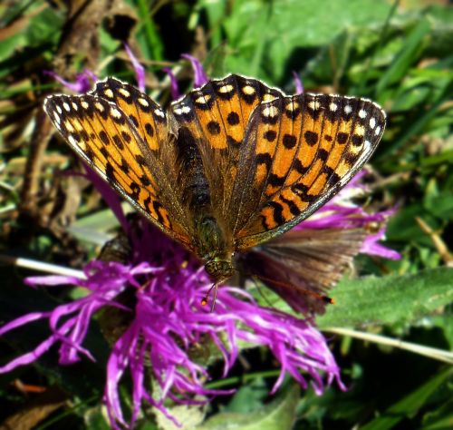 butterfly fritillary blossom