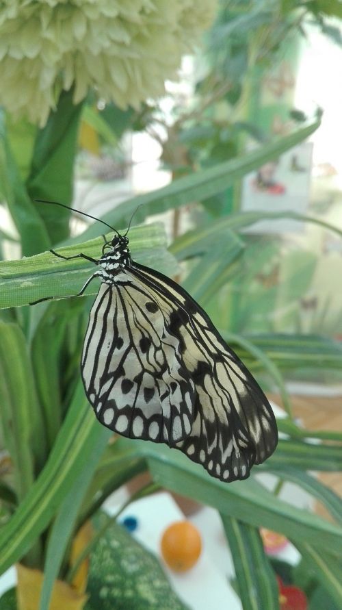 butterfly nature wings