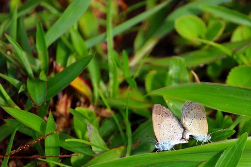 butterfly mating couple