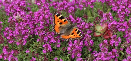 butterfly insect