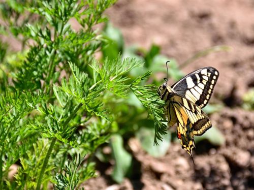 butterfly carrots herb close