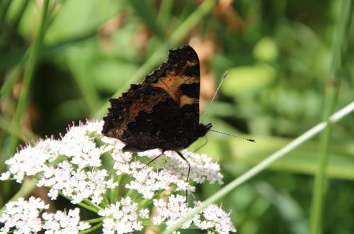 butterfly public record