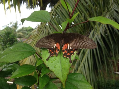 butterfly nature insect