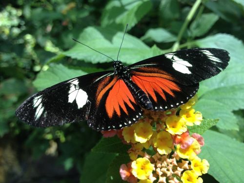 butterfly greenhouse wings
