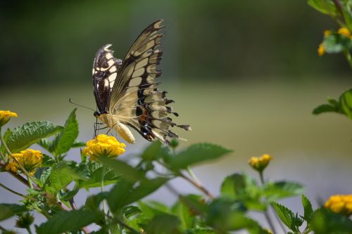 butterfly nature green