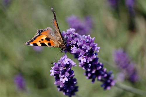 butterfly little fox insect