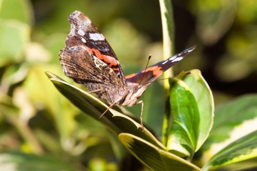 butterfly admiral vanessa atalanta