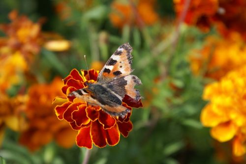 butterfly flower nature