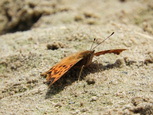 butterfly sand beach