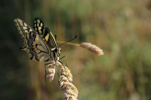 butterfly drexel summer