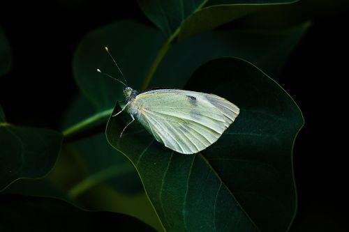 butterfly time of year nature