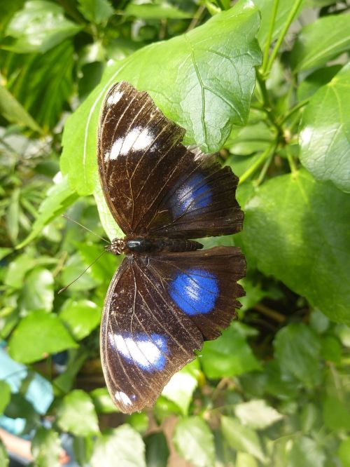 butterfly blue points insect