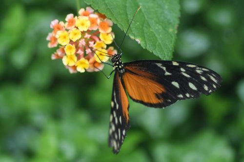 butterfly exotic hécalé