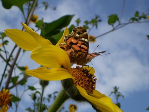 butterfly sucking yellow flower