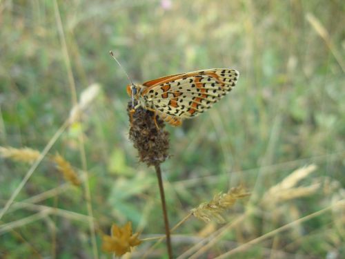 butterfly wild insect